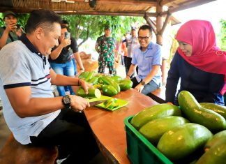 Gubernur Khofifah Kenalkan Alpukat Kelud Berukuran Jumbo Asli Kediri Jawa Timur