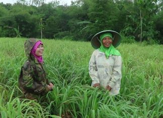 Pertamina Bina UMKM DDistillers, Ubah Lahan Kritis Jadi Lapangan Kerja untuk Lebih dari 2.000 Warga Desa