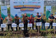 Pupuk Kaltim Perluas Agrosolution di Sembalun, Hasil Panen Perbenihan Kentang Naik 26 Persen