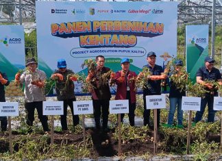 Pupuk Kaltim Perluas Agrosolution di Sembalun, Hasil Panen Perbenihan Kentang Naik 26 Persen