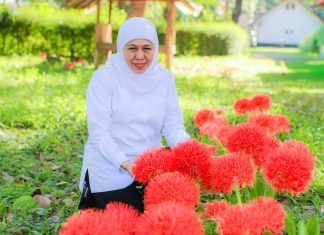 Gubernur Khofifah Kagumi Pesona Bunga Desember, Flora Langka Kebanggaan Bondowoso