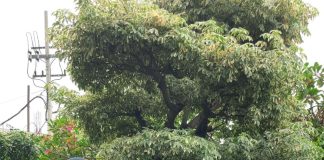 Empat Mahasiswa KIPK Unusa Raih Gold Award