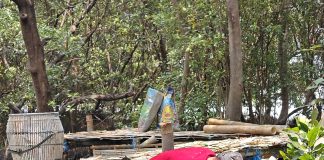 TPS Tanam Harapan untuk Pesisir Surabaya 10.000 Bibit Mangrove Disiapkan untuk Keberlanjutan Ekosistem