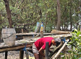 TPS Tanam Harapan untuk Pesisir Surabaya 10.000 Bibit Mangrove Disiapkan untuk Keberlanjutan Ekosistem