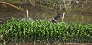 TPS Dorong Restorasi Pesisir Berbasis Pemberdayaan Petani Mangrove di Surabaya