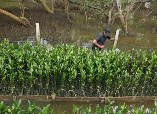 TPS Dorong Restorasi Pesisir Berbasis Pemberdayaan Petani Mangrove di Surabaya
