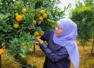 Gubernur Khofifah Petik Jeruk Siam di Tutur Pasuruan, Tegaskan Jatim Produksi Jeruk Tertinggi Nasional dan Ajak Kurangi Ketergantungan Impor