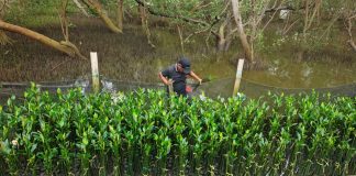 Merespons Tantangan Pembibitan Mangrove, TPS Perkuat Pelestarian Pesisir secara Adaptif