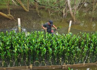Merespons Tantangan Pembibitan Mangrove, TPS Perkuat Pelestarian Pesisir secara Adaptif