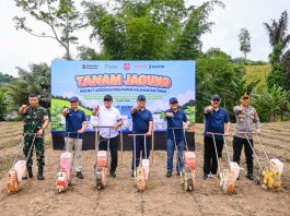 Pupuk Kaltim Perkuat Ketahanan Pangan dan Kesejahteraan Petani Lewat Program Agrosolution di Bone Bolango