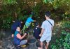 Penyaluran Panen Mangrove, TPS Dukung Penanaman 3.000 Bibit Mangrove di Sontoh Laut Surabaya