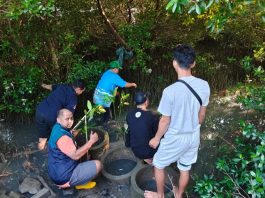 Penyaluran Panen Mangrove, TPS Dukung Penanaman 3.000 Bibit Mangrove di Sontoh Laut Surabaya