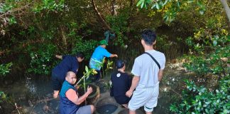 Penyaluran Panen Mangrove, TPS Dukung Penanaman 3.000 Bibit Mangrove di Sontoh Laut Surabaya