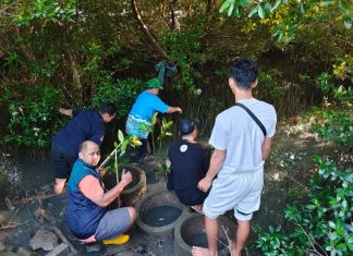 Penyaluran Panen Mangrove, TPS Dukung Penanaman 3.000 Bibit Mangrove di Sontoh Laut Surabaya