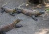Breeding Satwa Berhasil, Koleksi Komodo Kebun Binatang Surabaya Tembus Lebih dari 50 Ekor