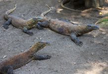 Breeding Satwa Berhasil, Koleksi Komodo Kebun Binatang Surabaya Tembus Lebih dari 50 Ekor