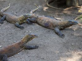 Breeding Satwa Berhasil, Koleksi Komodo Kebun Binatang Surabaya Tembus Lebih dari 50 Ekor