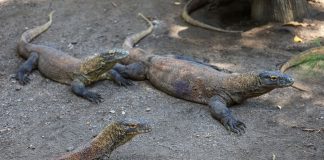 Breeding Satwa Berhasil, Koleksi Komodo Kebun Binatang Surabaya Tembus Lebih dari 50 Ekor
