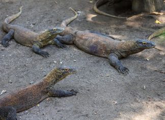 Breeding Satwa Berhasil, Koleksi Komodo Kebun Binatang Surabaya Tembus Lebih dari 50 Ekor
