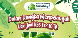 KBS Kedatangan Penghuni Baru, Kura-Kura Aldabra dari Jepang